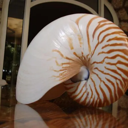 Nautilus 3*